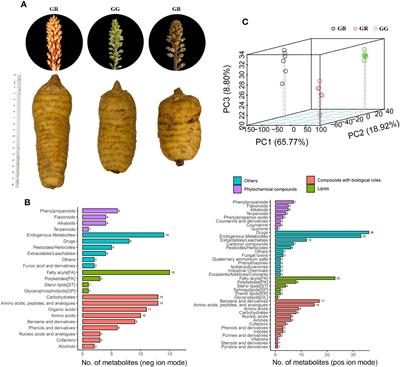 Global metabolic profile and multiple phytometabolites in the different varieties of Gastrodia elata Blume